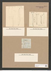Pleurosigma var. peisonis Grun. (de-Toni-Nr.: Genus 13, Species 1076) Zeichnungen Sammlung Grunow Nr. 1976 (NHMW-BOT-W0369122)